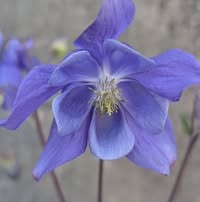 Fredheim Blomster as