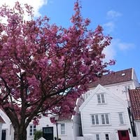 Gamle Stavanger /Old Stavanger