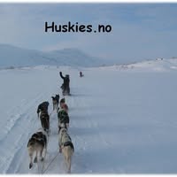 Huskies.no
