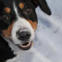 Hjerte for hunden