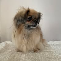Kennel Frolandstibbene
