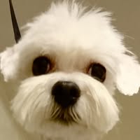 4 Poter Hundefrisør