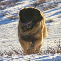 Aldibaras Kennel