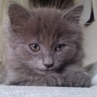 Kattepensjonat Cash Cat Hotell