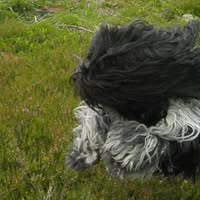 Kennel Hairball, oppdrett av Schapendoes