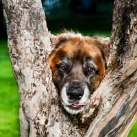 Lanis Hundefysio og Hundekurs