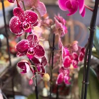 Mimmis Blomster & Interiør as