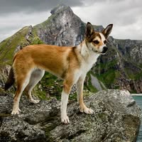 Norsk Kennel Klub region Nordland
