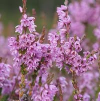 Nettbutikken Erna Borgen - Si det med blomster!