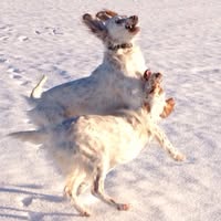 Romerike Fuglehund Senter
