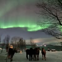Tromsø Lyngshestsenter
