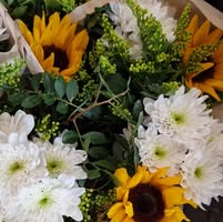 Vinje Fjellflora