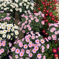 Blomsterhuset Rognan as