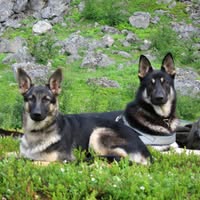 Canis Hundeskole avd. Harstad