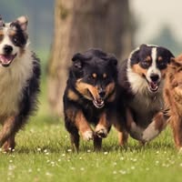 Eiker Hundepass