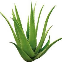 Forever Aloe Vera Sørlandet