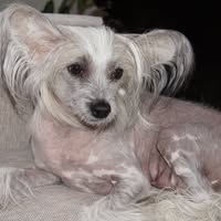 Frezjas Kennel